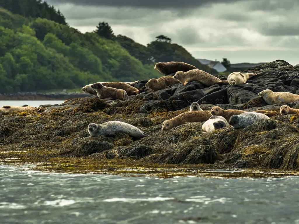 Seals relaxing on the rocks next to the sea near Dunvegan Castle On The Isle Of Skye