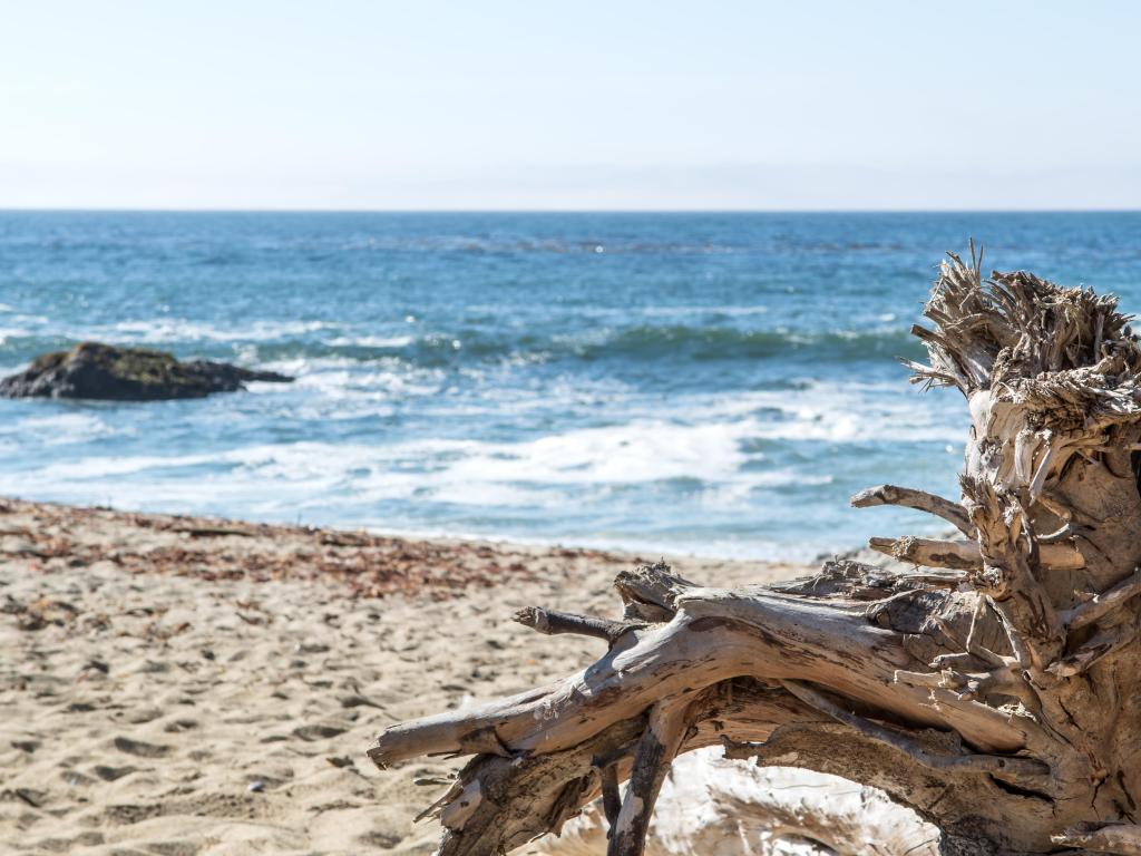 Beachwood, white sands and blue sea at Bodega Bay