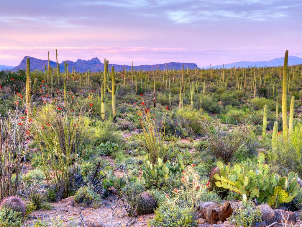 Sunset in Saguaro National Park just outside Tucson, Arizona.