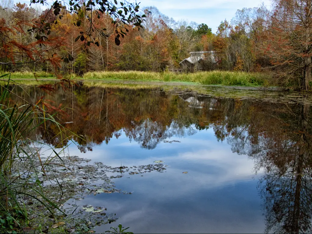A peaceful pond surrounded by trees in the Bogue Chitto State Park, Louisiana