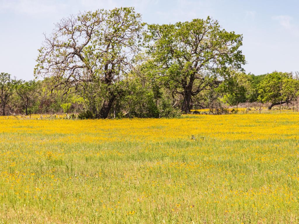 Beautiful yellow flowers in a meadow in Texas with two big trees in the background