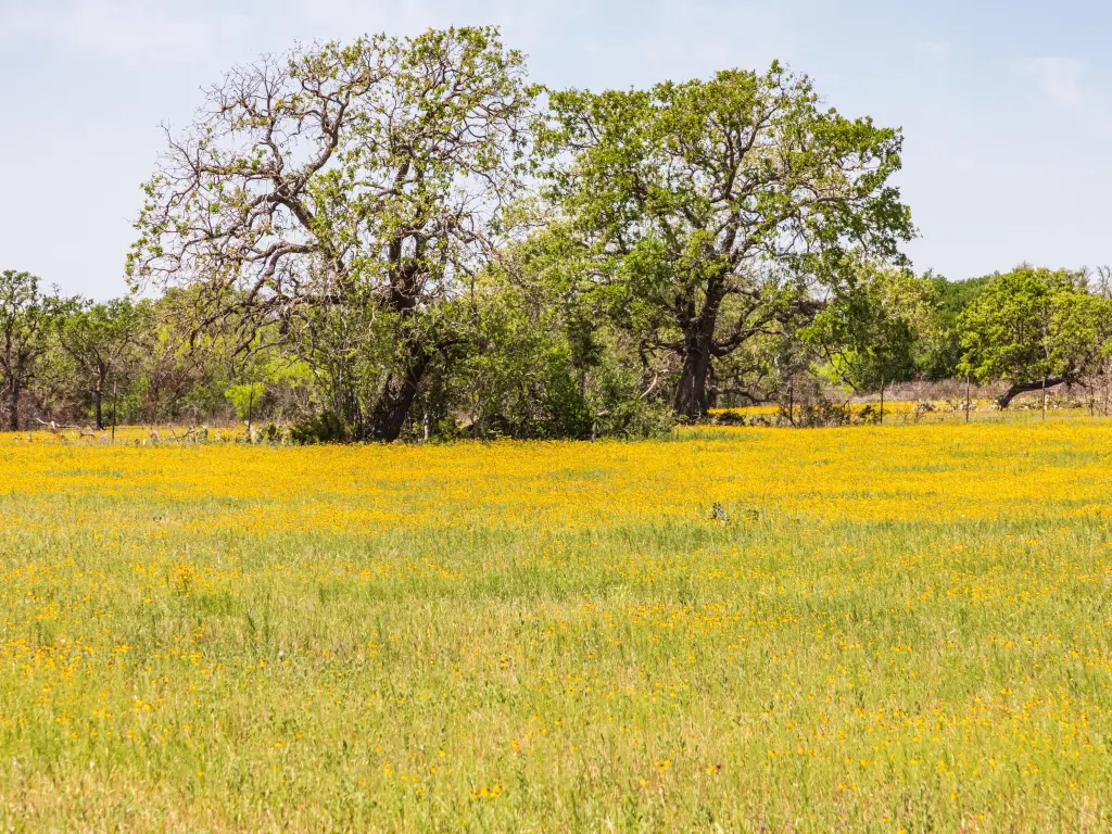 Beautiful yellow flowers in a meadow in Texas with two big trees in the background