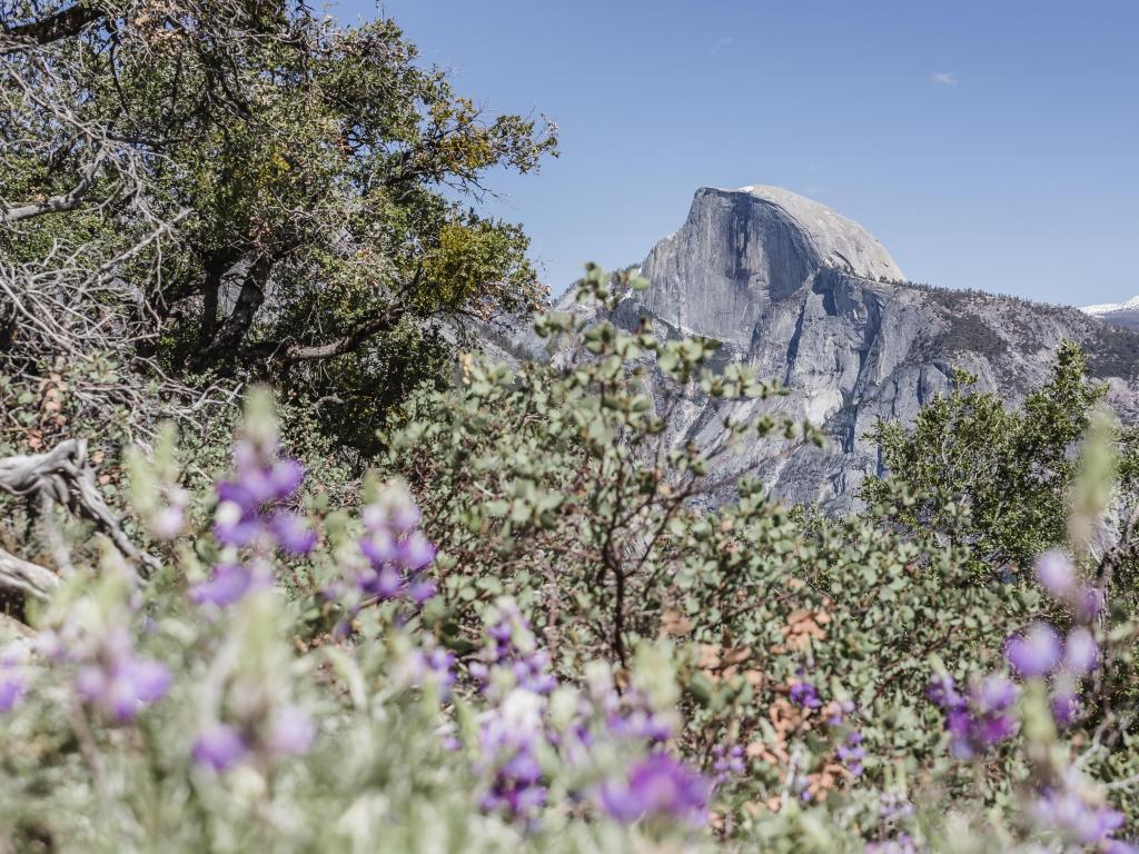 Yosemite National Park, California, USA with Yosemite Half Dome in the background and alpine lupins in the foreground taken on a sunny day.