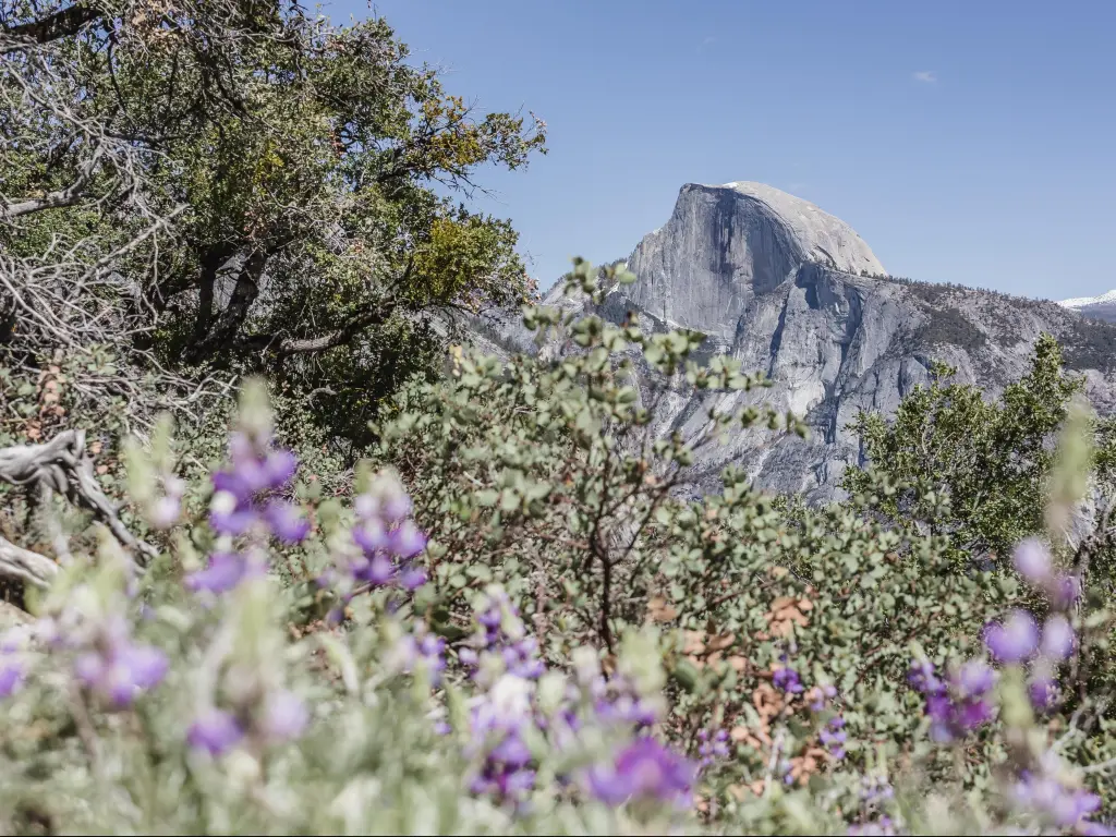 Yosemite National Park, California, USA with Yosemite Half Dome in the background and alpine lupins in the foreground taken on a sunny day.