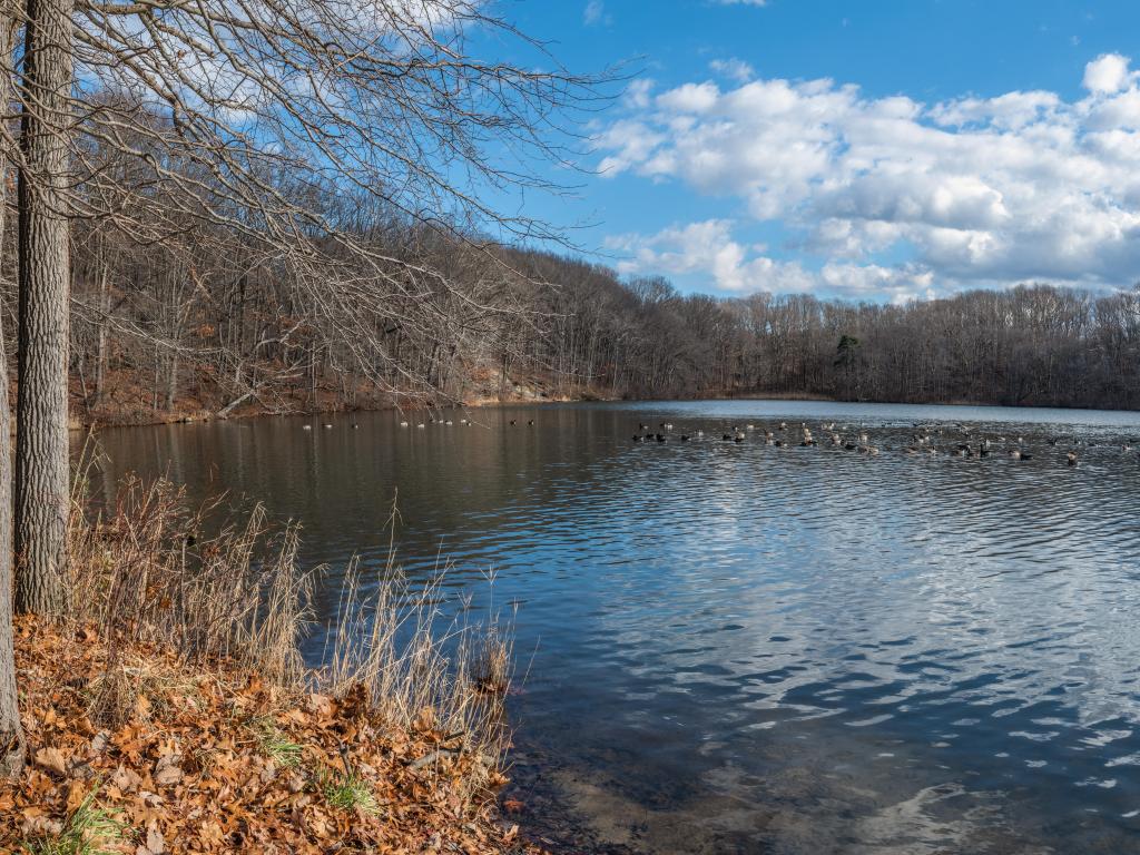 A panoramic view of the waterfront across Hook's Creek Lake surrounding in woodland, in Cheesquake State Park in New Jersey