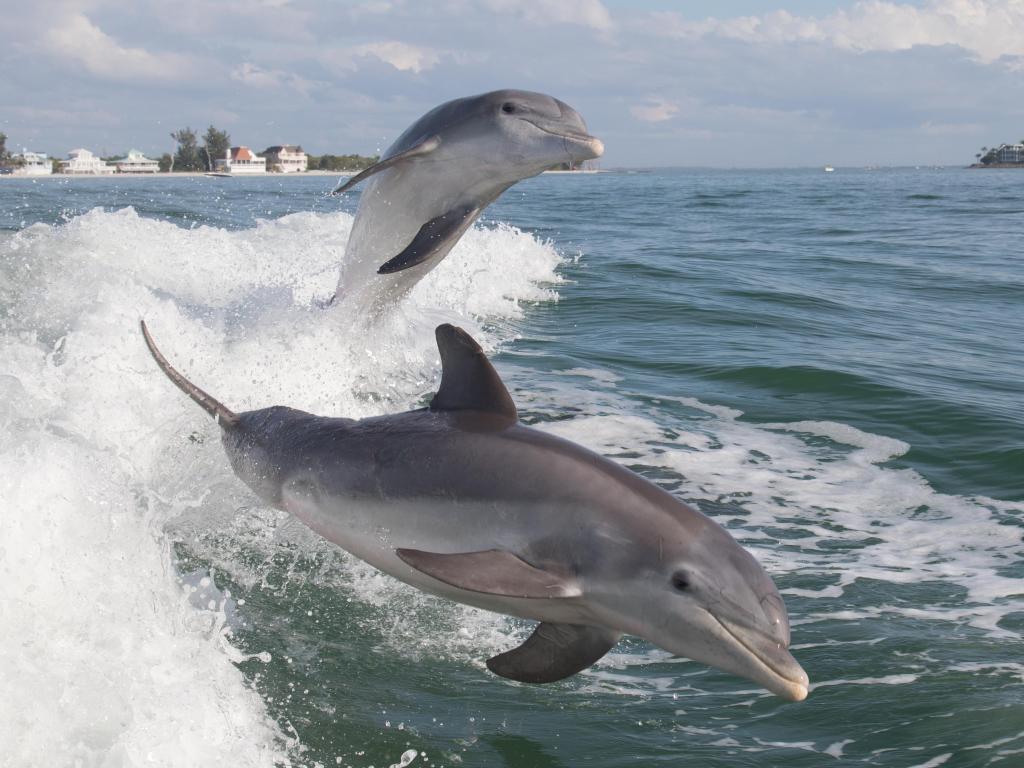 Bottlenose Dolphin (Tursiops truncates) in Sanibel Island