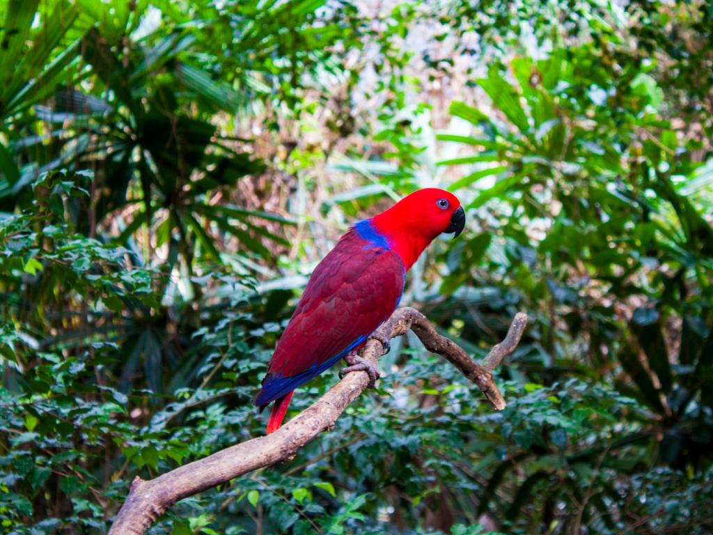 Red Blue Parrot sitting on a branch in the Daintree Rainforest, Queensland, Australia