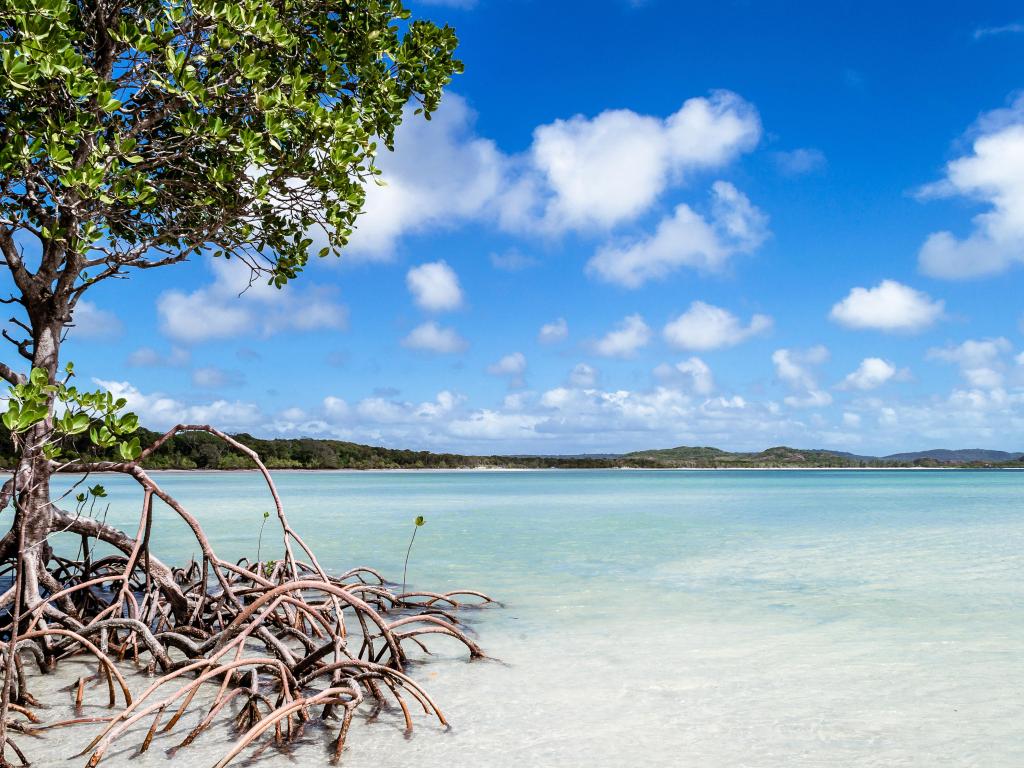 Mangrove trees in the white sand at Pajinka, Cape York, Australia