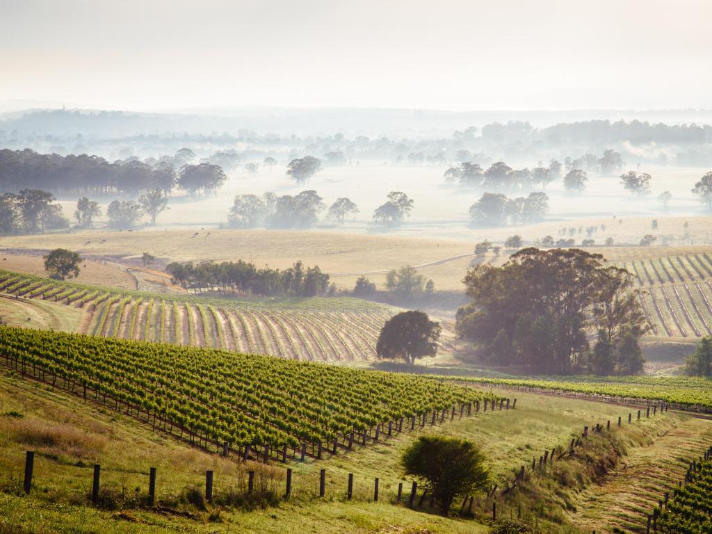 Hunter Valley, NSW Australia at sunrise with vineyards in the foreground and rolling hills in mist in the distance. 