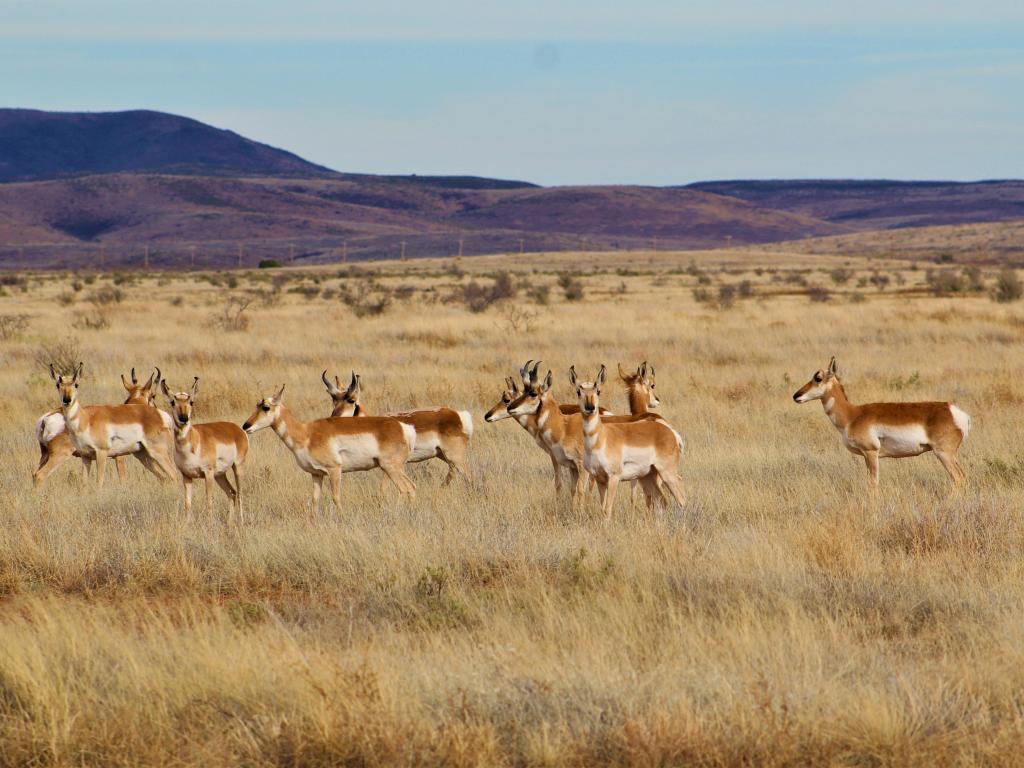 A small herd of pronghorns near Alpine in southwest Texas