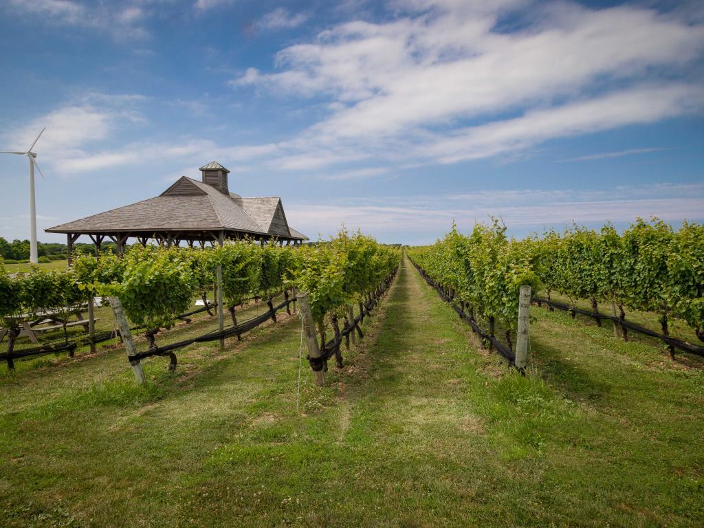 Vineyard on Long Island New York