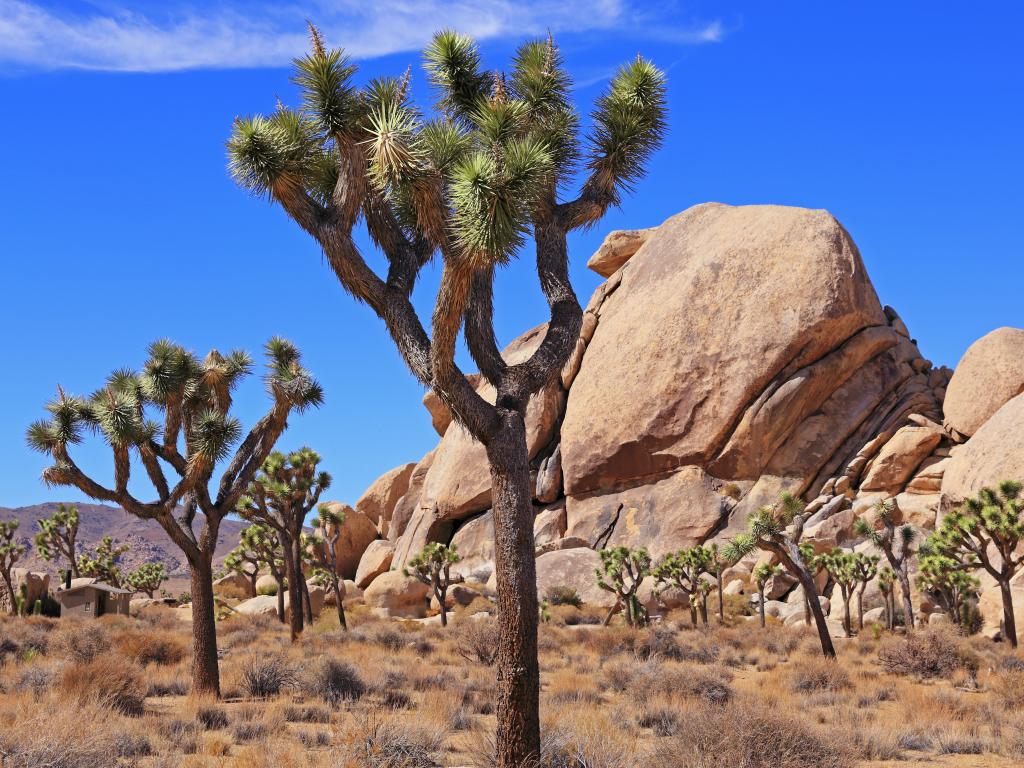 Joshua trees and granite boulders in the Joshua Tree National Park, California