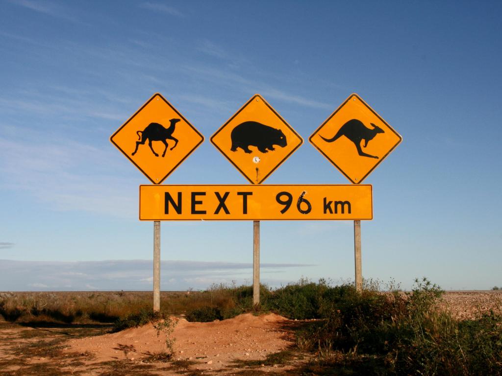 Beware of camels, wombats and kangaroos roadsigns placed in orange sandy earth with blue sky