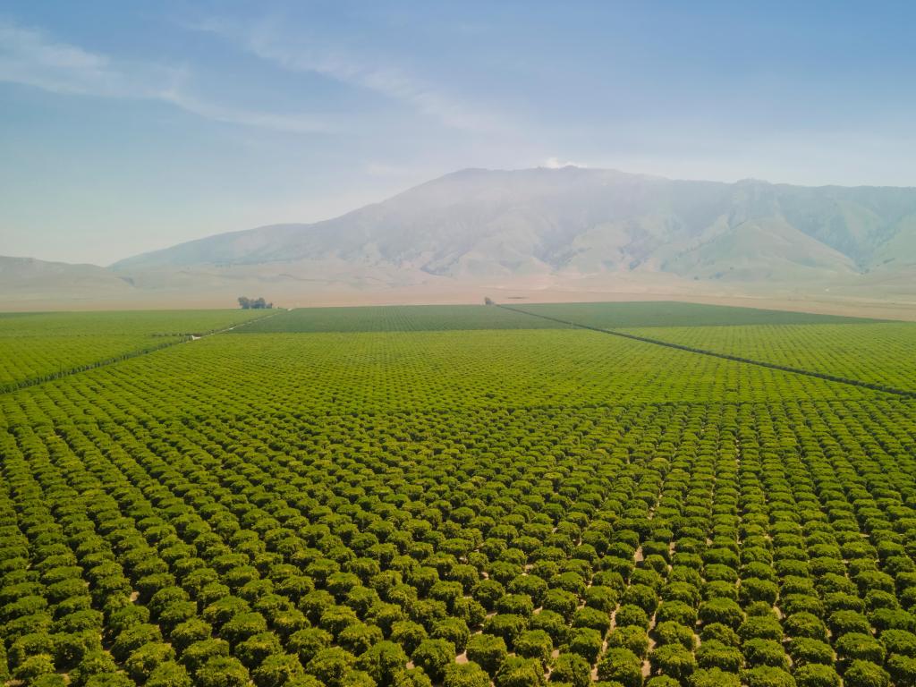 Bakersfield, California, USA with a view of an Olive Plantation taken as an aerial shot with mountains in fog in the distance. 