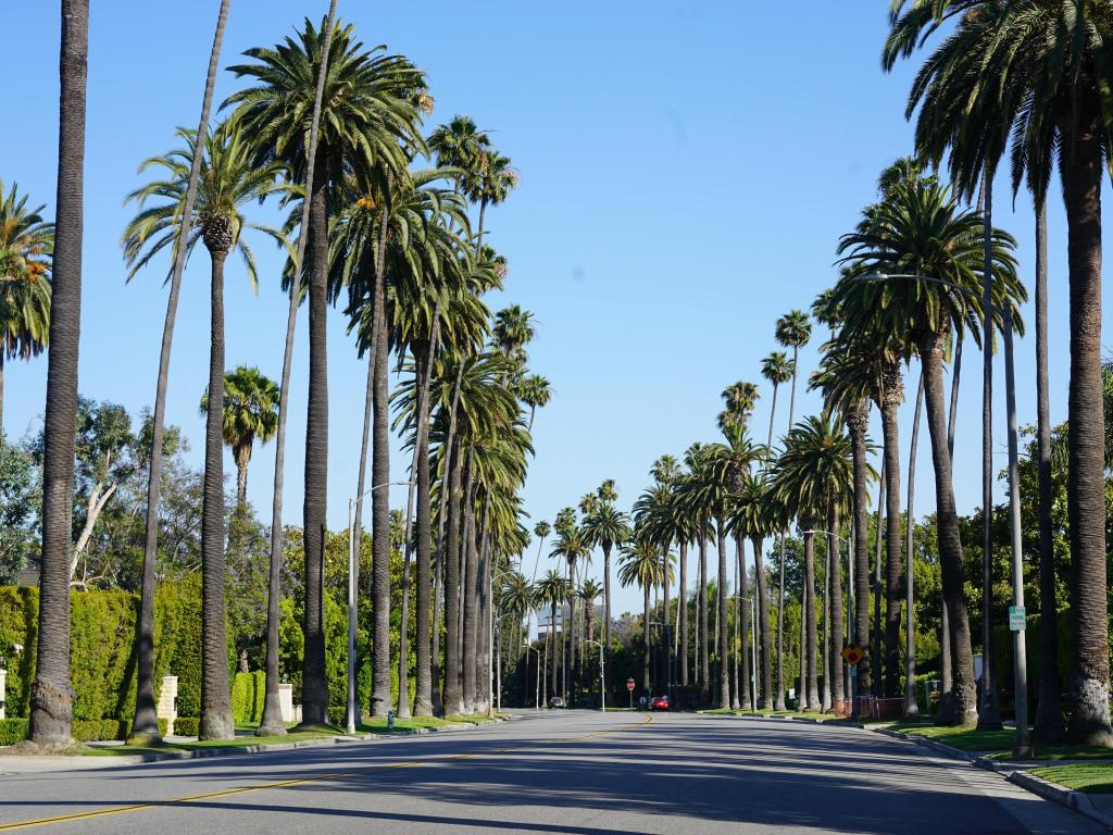 Palms lining a wide road in Los Angeles on a sunny day