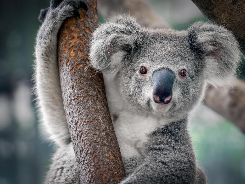 Koala in a tree