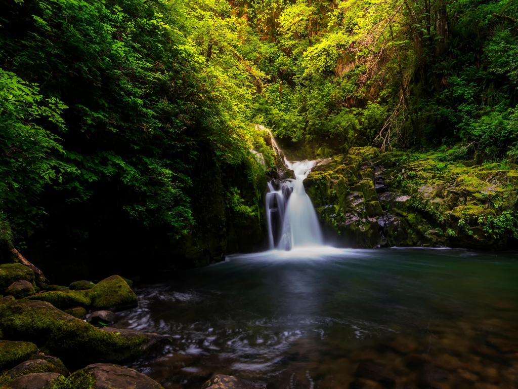 Sweet Creek Falls in Oregon Eugene, Oregon one of many small falls on Sweet Creek trail, with a dense forest in the background.