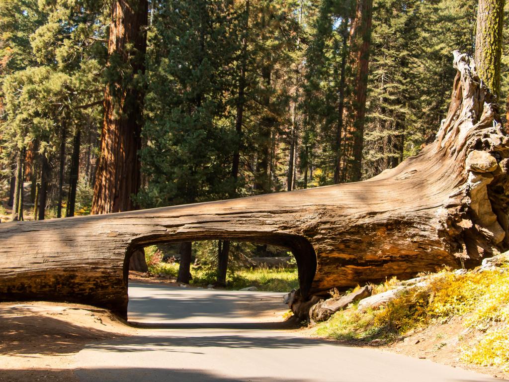 The famous drive-through Tunnel Log in Sequoia National Park on a sunny day