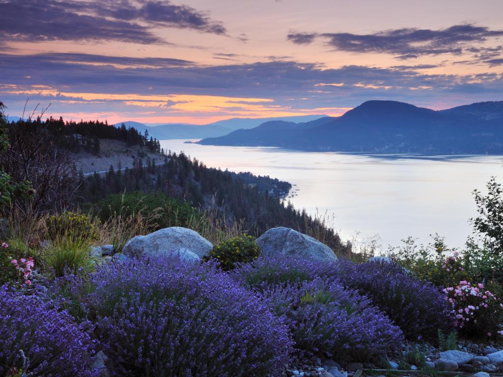 Okanagan Lake, Canada taken on a cloudy morning at sunset with wildflowers in the foreground, the lake before mountains in the distance. 