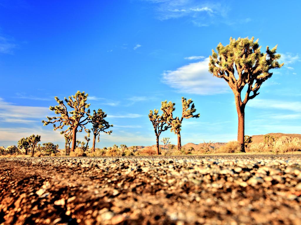 Desert road with Joshua Trees in the Joshua Tree National Park, USA