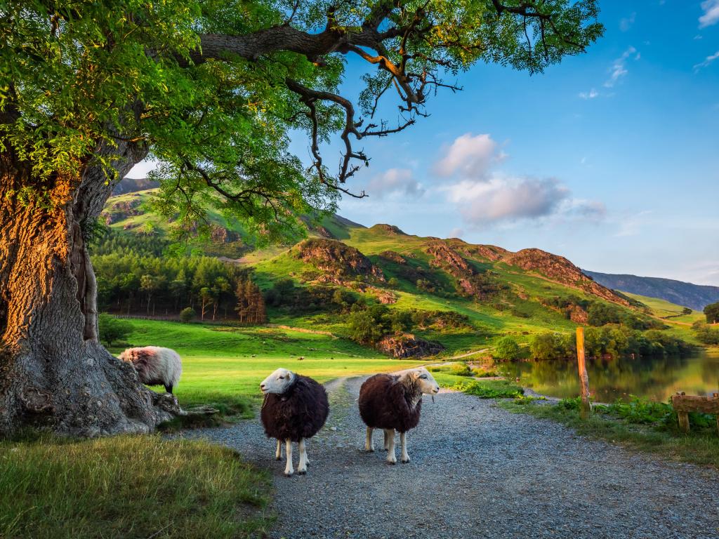 Lake District, England with two curious sheep on pasture at sunset.
