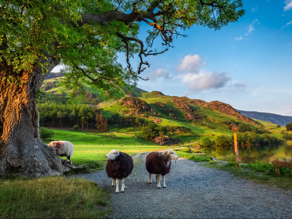 Lake District, England with two curious sheep on pasture at sunset.