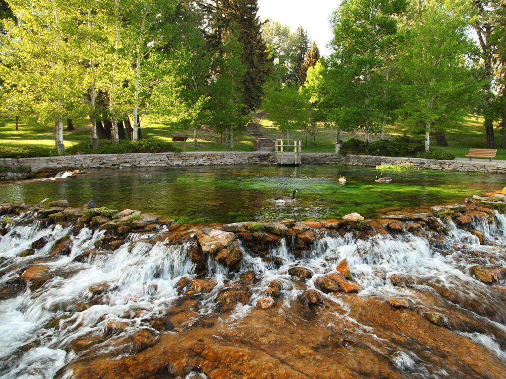 Giant Springs State Park, Great Falls, Montana, USA with Canada Geese (Branta canadensis) and a lake with rapids, trees in the distance and taken on a sunny day.