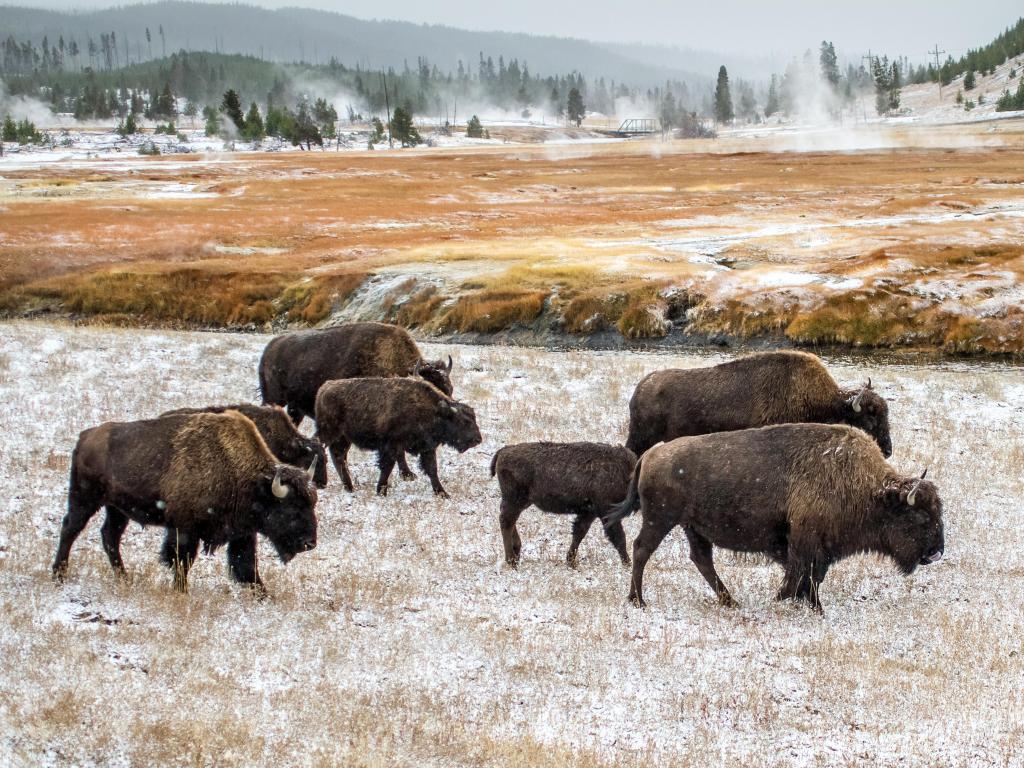 Yellowstone National Park, Wyoming, USA with a view of buffalo in winter at Yellowstone National Park.