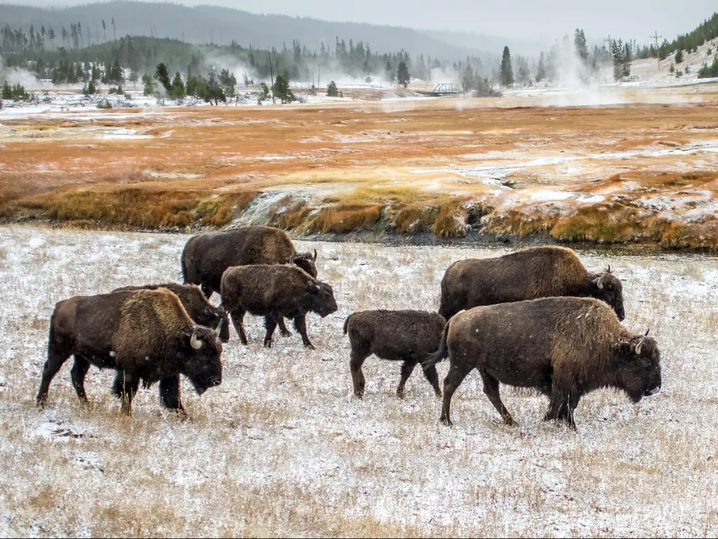 Yellowstone National Park, Wyoming, USA with a view of buffalo in winter at Yellowstone National Park.