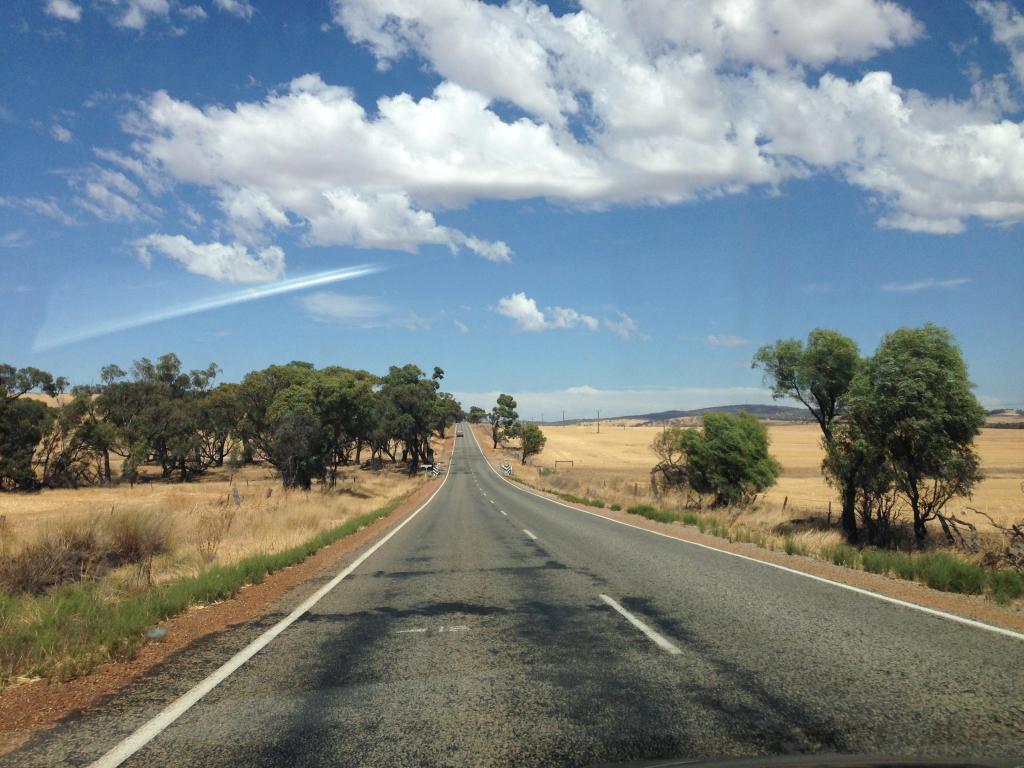 Straight, empty paved road with golden fields and gum trees on either side