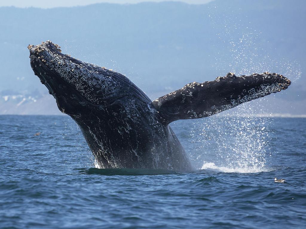 A humpback whale breaches out of the water in Monterey Bay, California.