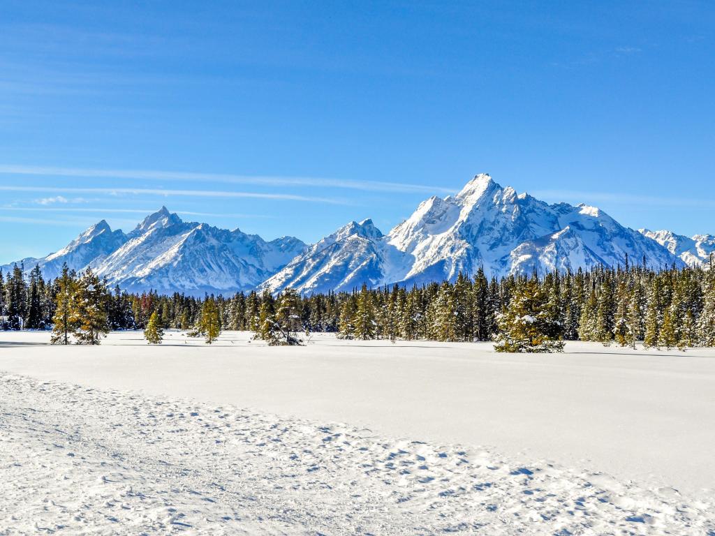 The Grand Tetons in the background, covered in snow to touch the blue sky of Wyoming. The ground is covered in snow as well.