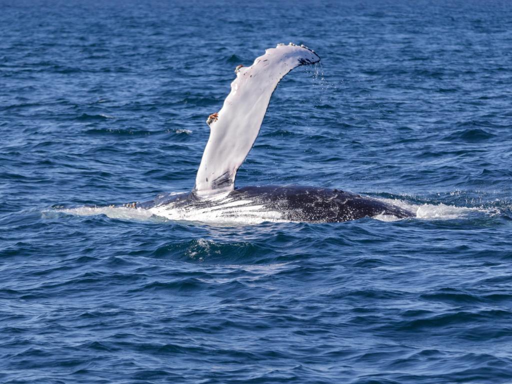 Humpback whale waving its fin out of the water