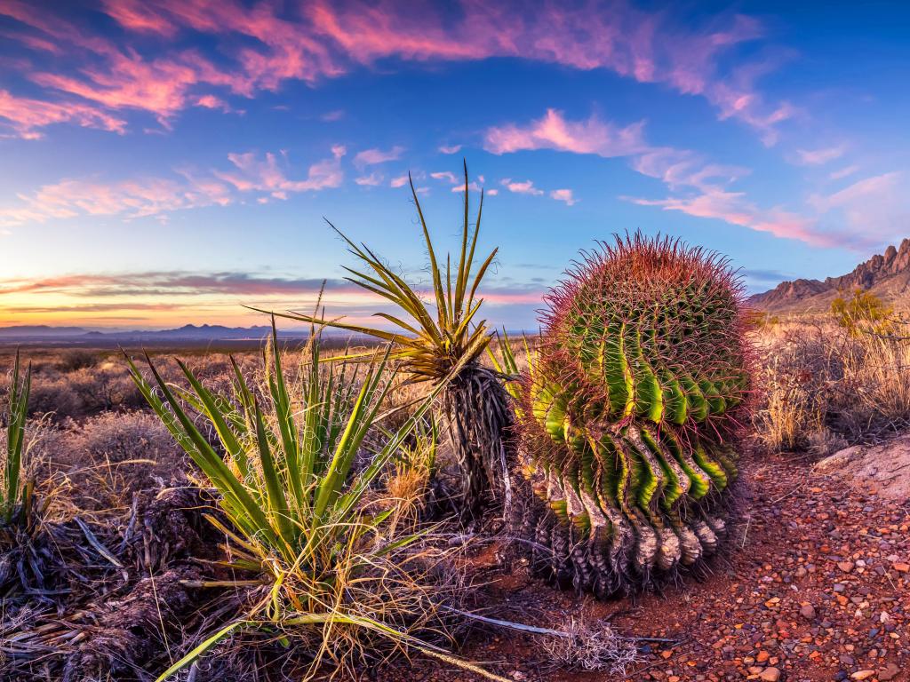 Las Cruces, New Mexico, USA with cactus in the foreground taken at sunset.