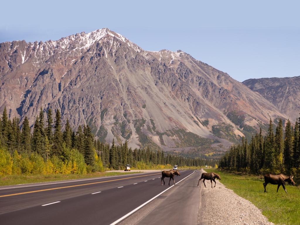 Moose crossing road in Alaska with mountains in the background 
