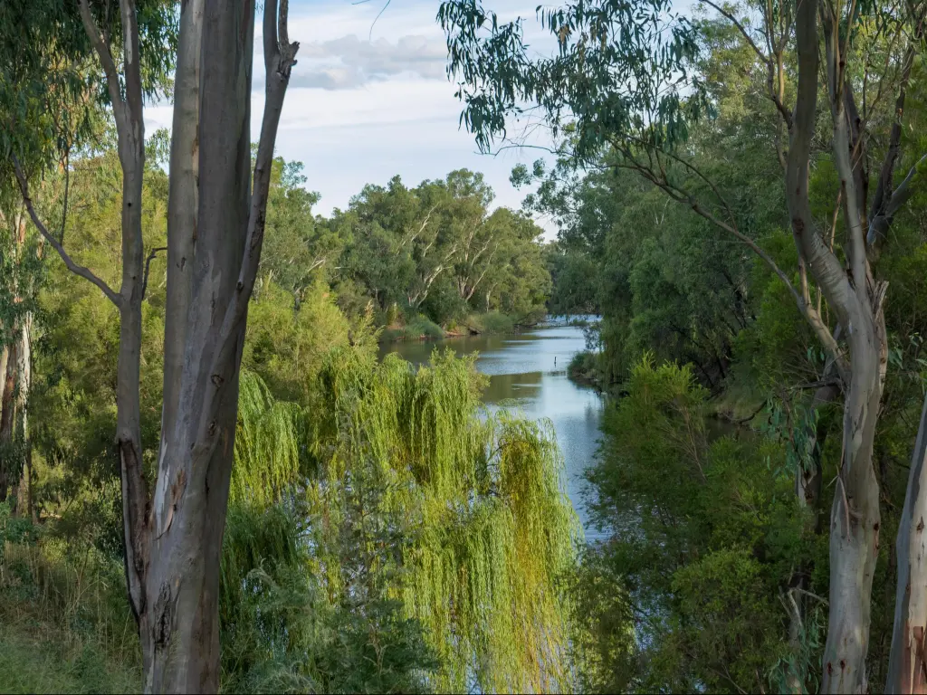 Peaceful river creek with many eucalyptus