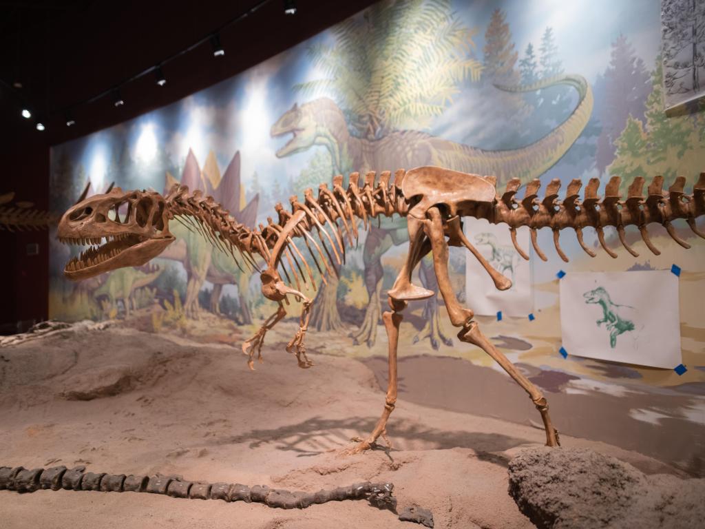 Dinosaur fossils and exhibits in museum