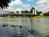 Ducks on the Brazos River on a partially cloud day in Waco Texas. Waco Suspension Bridge can be seen in the background.
