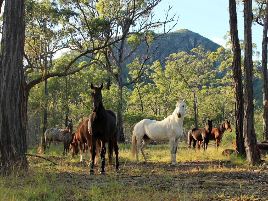 Wild Horses among the trees in Rockhampton, Queensland, Australia, with mountains in the background