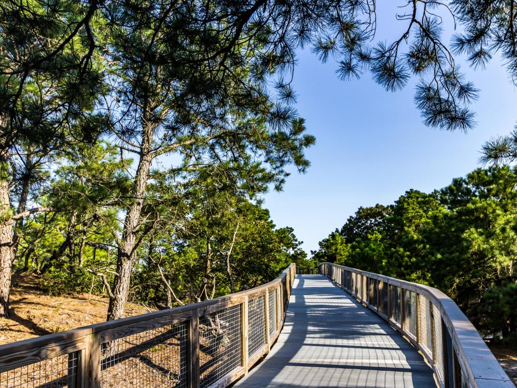 Wooden footbridge viewing through Cape Henlopen State Park on a sunny day