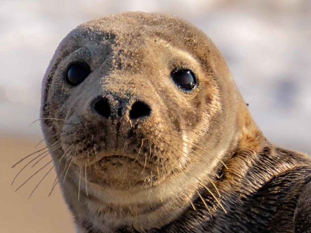 Zoomed-in image of a seal on Block Island