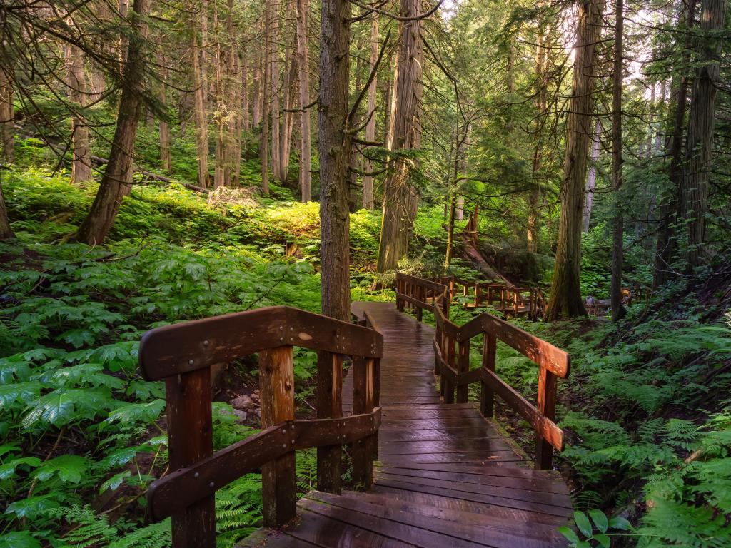 Mt Revelstoke National Park, British Columbia, Canada with a wooden pathway in the forest during a vibrant sunny day. Taken on Giant Cedars Boardwalk Trail. 