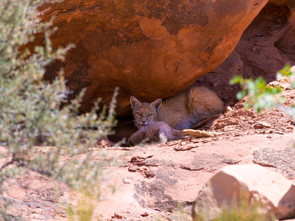 A young wild bobcat clutches a freshly killed jack rabbit under a rock in the shade, Arches National Park, Utah, USA