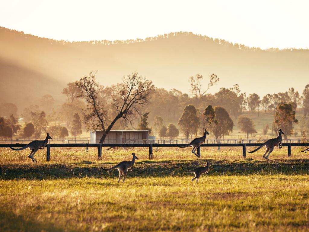 Kangaroos jumping across farmland in misty early morning light
