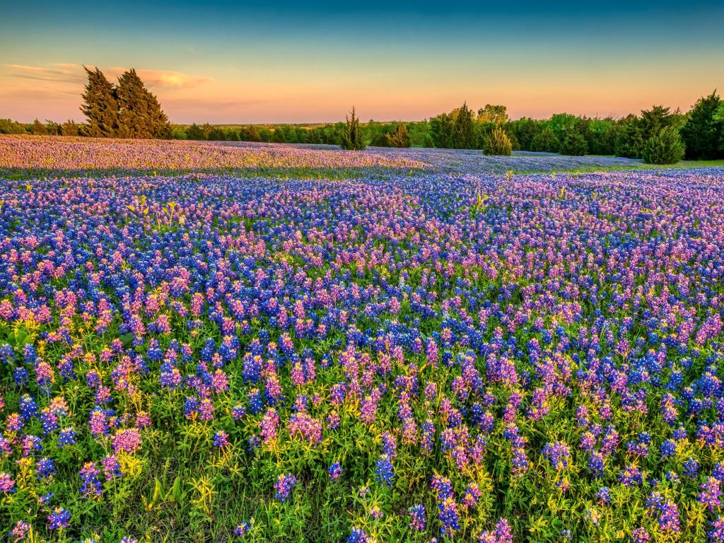 A wide meadow of blue and pink wildflowers lit up in golden evening sunlight