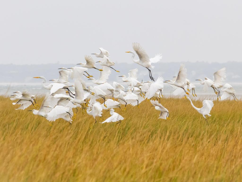 Egrets in Monomoy National Wildlife Refuge flying off in unison