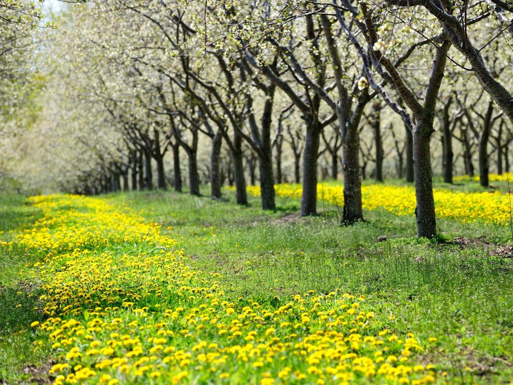 Cherry trees blossoming in an orchard with wildflowers growing in the grass