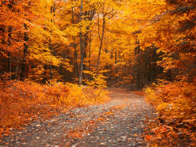 A road  through a gold forest in the fall in Muskoka, Ontario, Canada