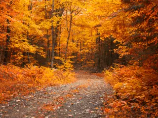 A road  through a gold forest in the fall in Muskoka, Ontario, Canada