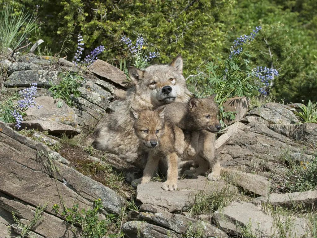 Timber wolf and cubs at den site in Colorado